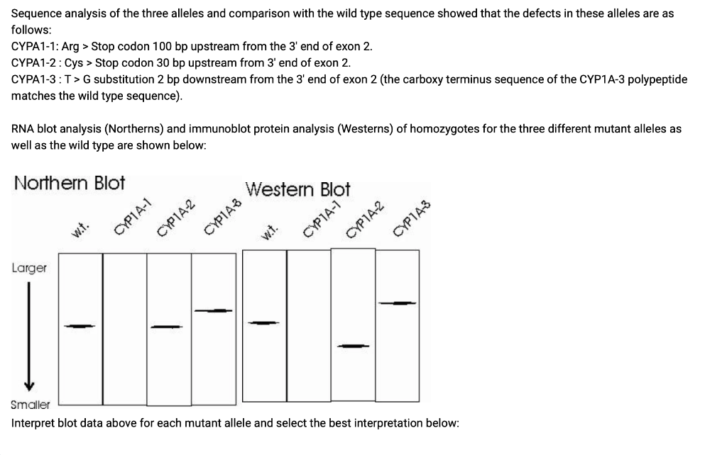 Solved Sequence analysis of the three alleles and comparison | Chegg.com