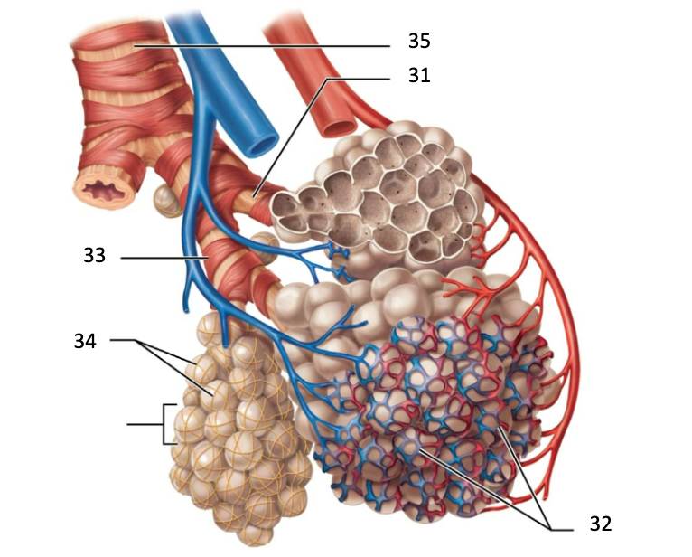 Solved Please identify all structures | Chegg.com