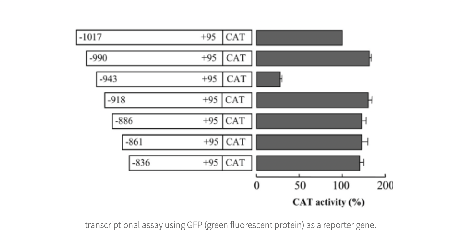 Solved CAT boxes are common sequences within promoter | Chegg.com