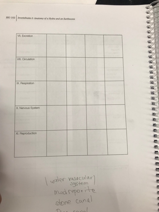 Solved INVERTEBRATE COMPARISON CHART Earthworm Hydra | Chegg.com