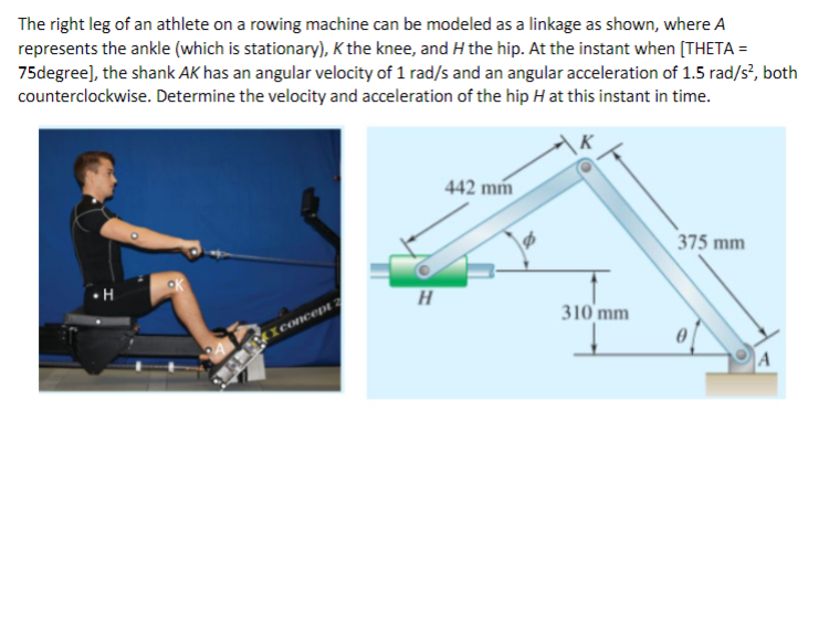 Solved The right leg of an athlete on a rowing machine can
