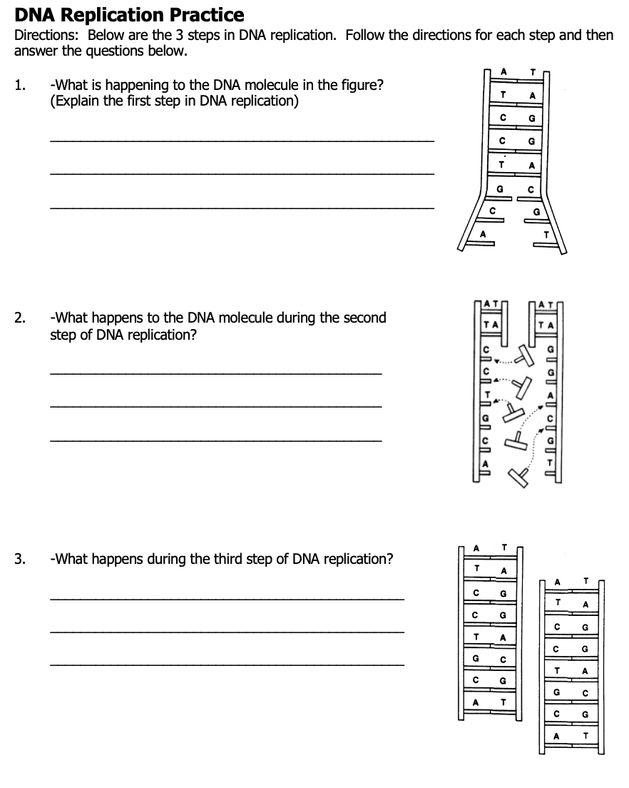 Solved DNA Replication Practice Directions Below Are The 3 Chegg