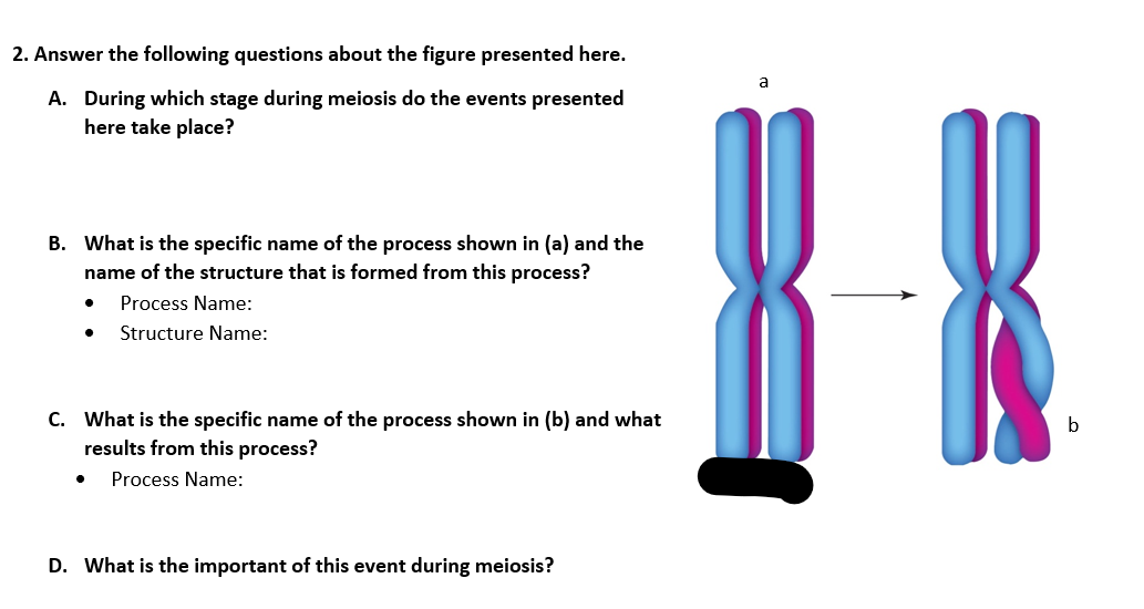 Solved 1. Label the following diagram with the phase of | Chegg.com