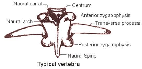typical vertebra of frog