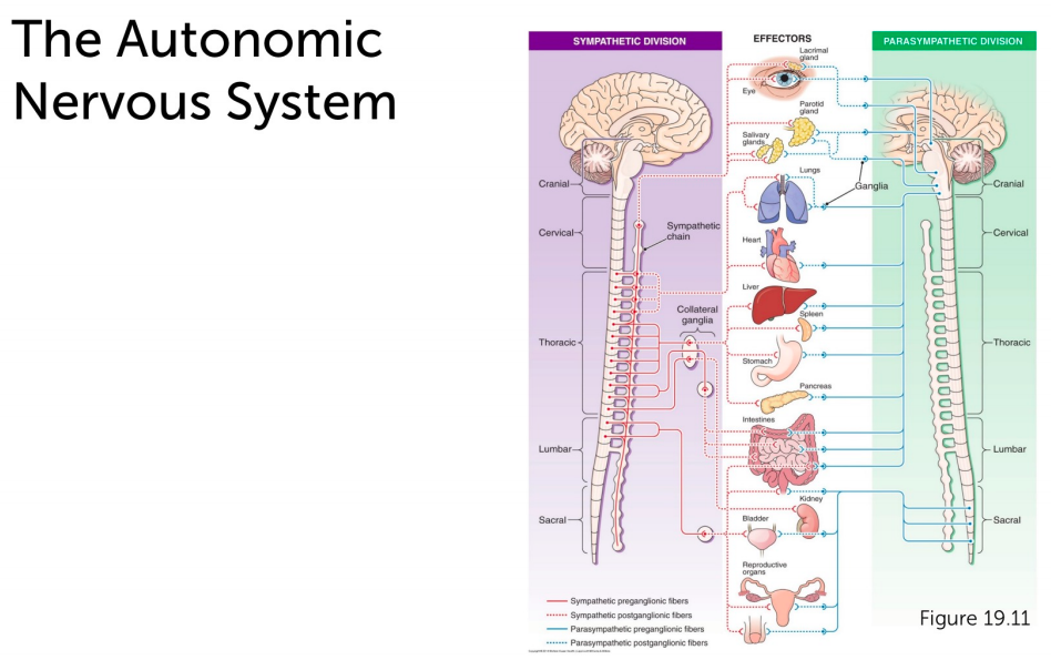 Solved The Autonomic Nervous System SYMPATHETIC DIVISION | Chegg.com