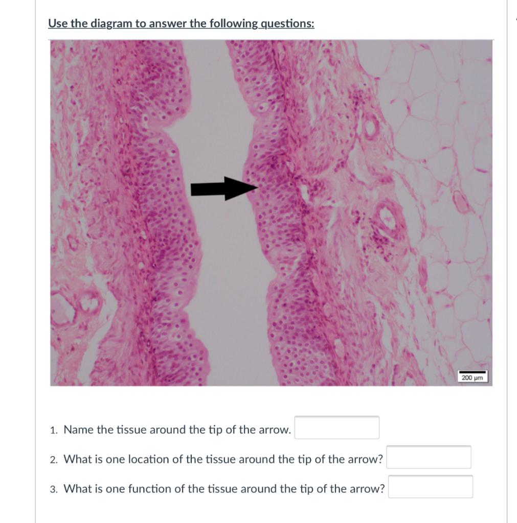 Solved Use the diagram to answer the following questions: 20 | Chegg.com