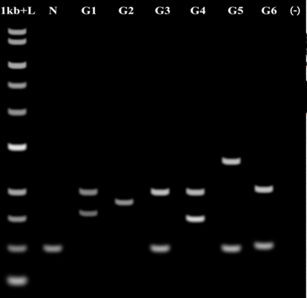 hello, this is a pcr test results. Can you tell me | Chegg.com