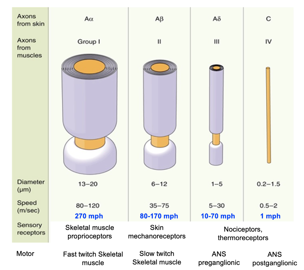 Solved Typical conduction velocities of the median nerve