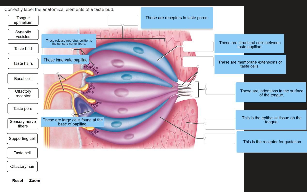 Solved Correctly label the anatomical elements of a taste