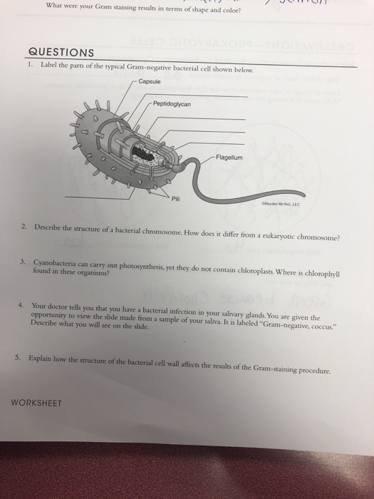 Solved What were your Gram staining results in terms of | Chegg.com