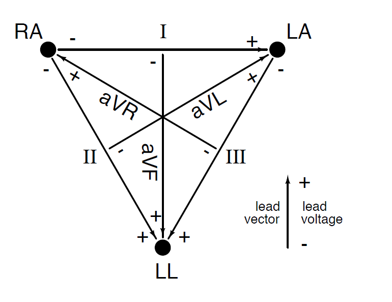 A differential amplifier is used to record the leads
