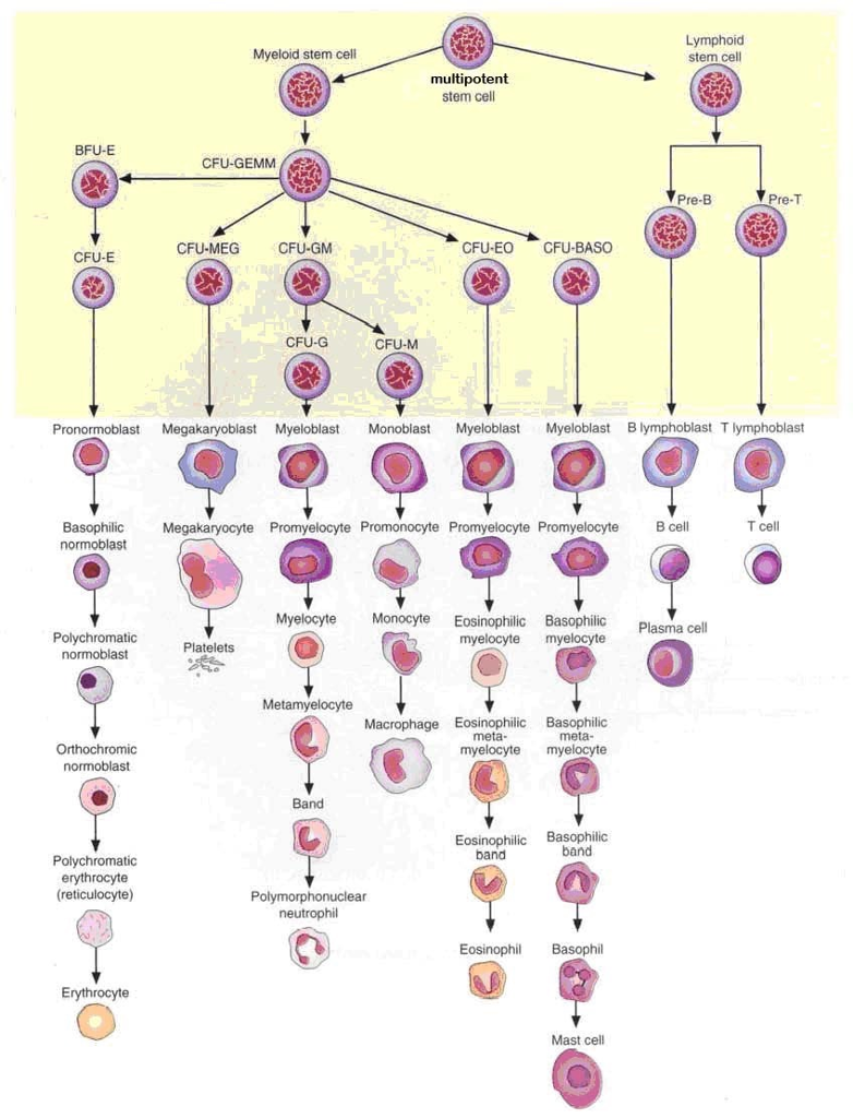 Solved: Indicate The Branchpoints Where The Different Cyto... | Chegg.com