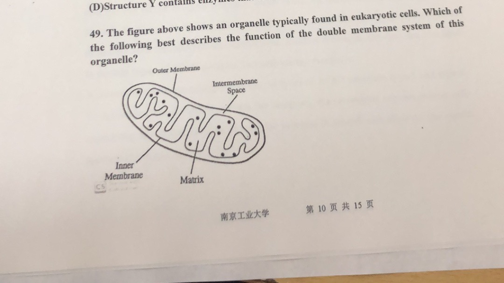 Solved (D)Structure Y contalfHS 49. The figure above shows | Chegg.com