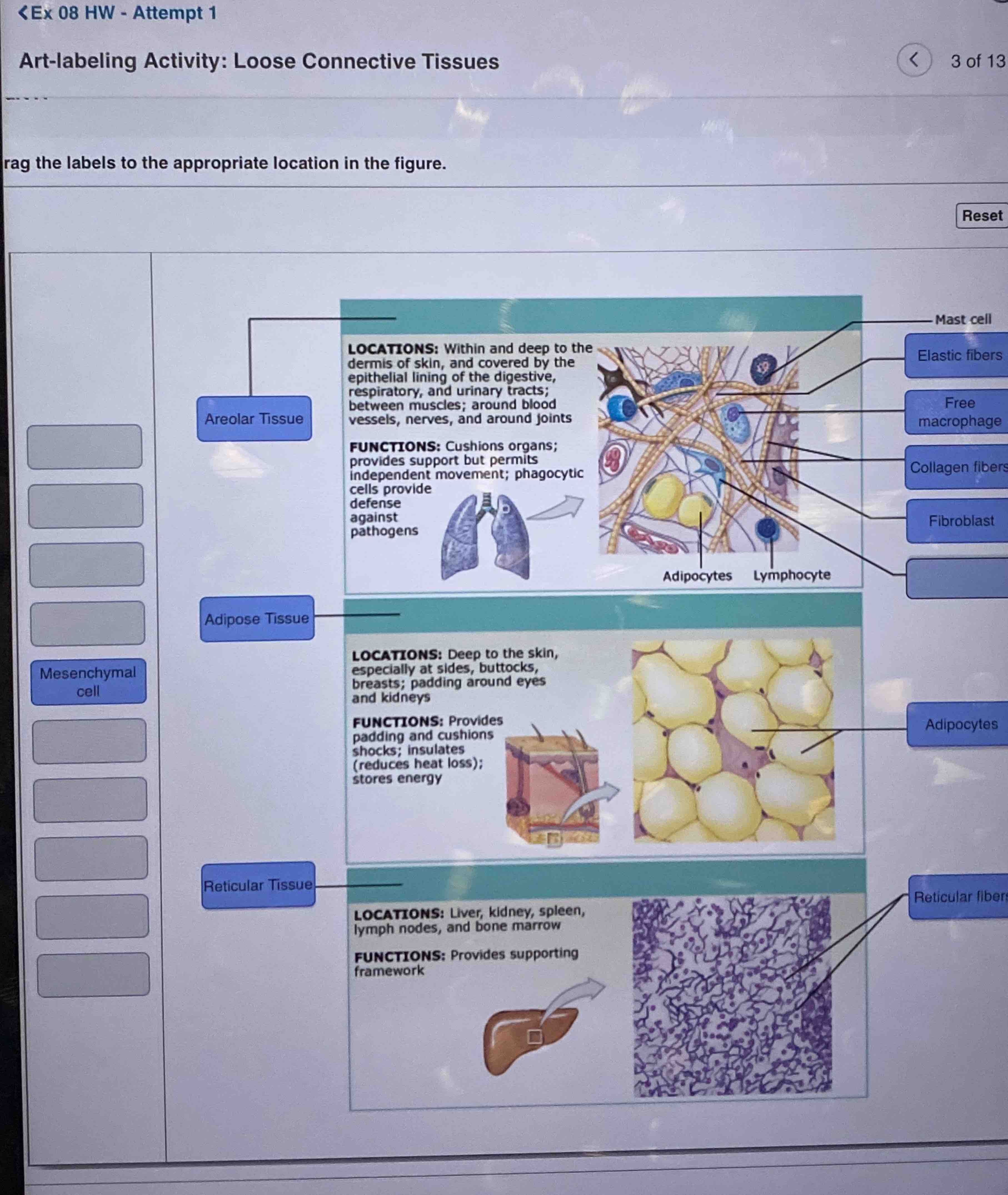 Solved Artlabeling Activity Loose Connective Tissuesrag
