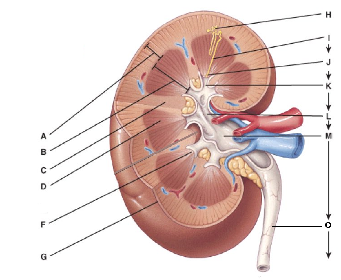 Solved 1) renal papilla/ nephron/ minor calyx/ | Chegg.com