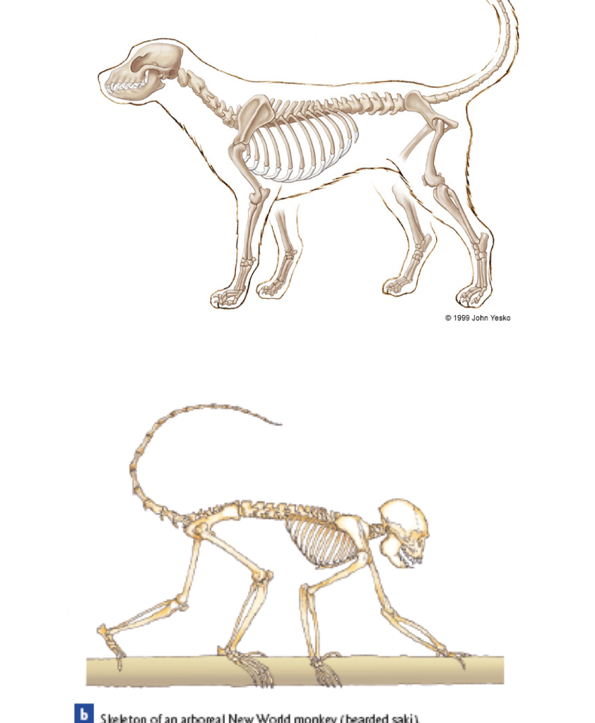Station 2 Primates and Nonprimate Mammal Osteology