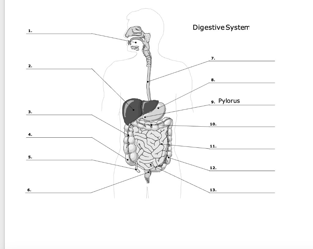 digestive system unlabeled