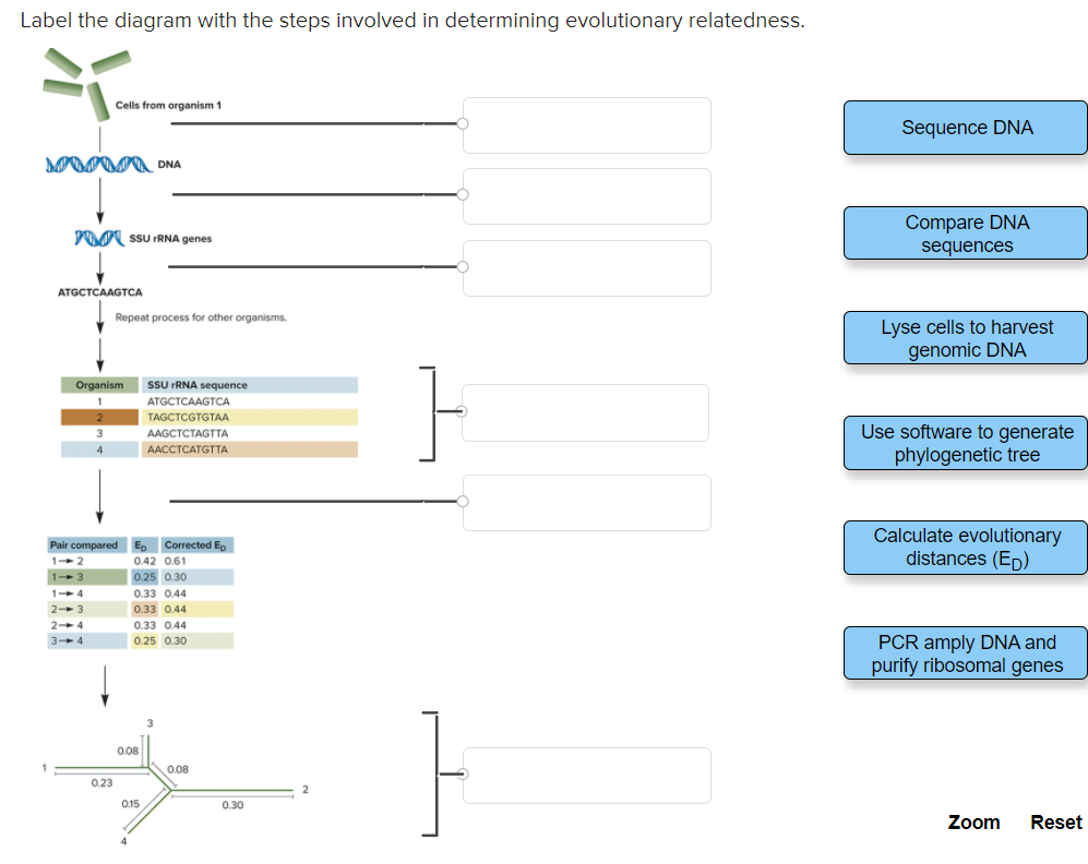 solved-label-the-diagram-with-the-steps-involved-in-chegg