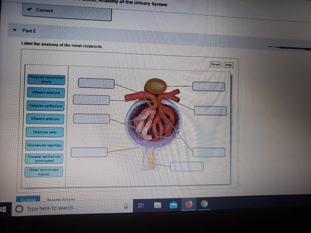 Solved EL Anatomy of the Urinary System Correct Part E Label | Chegg.com