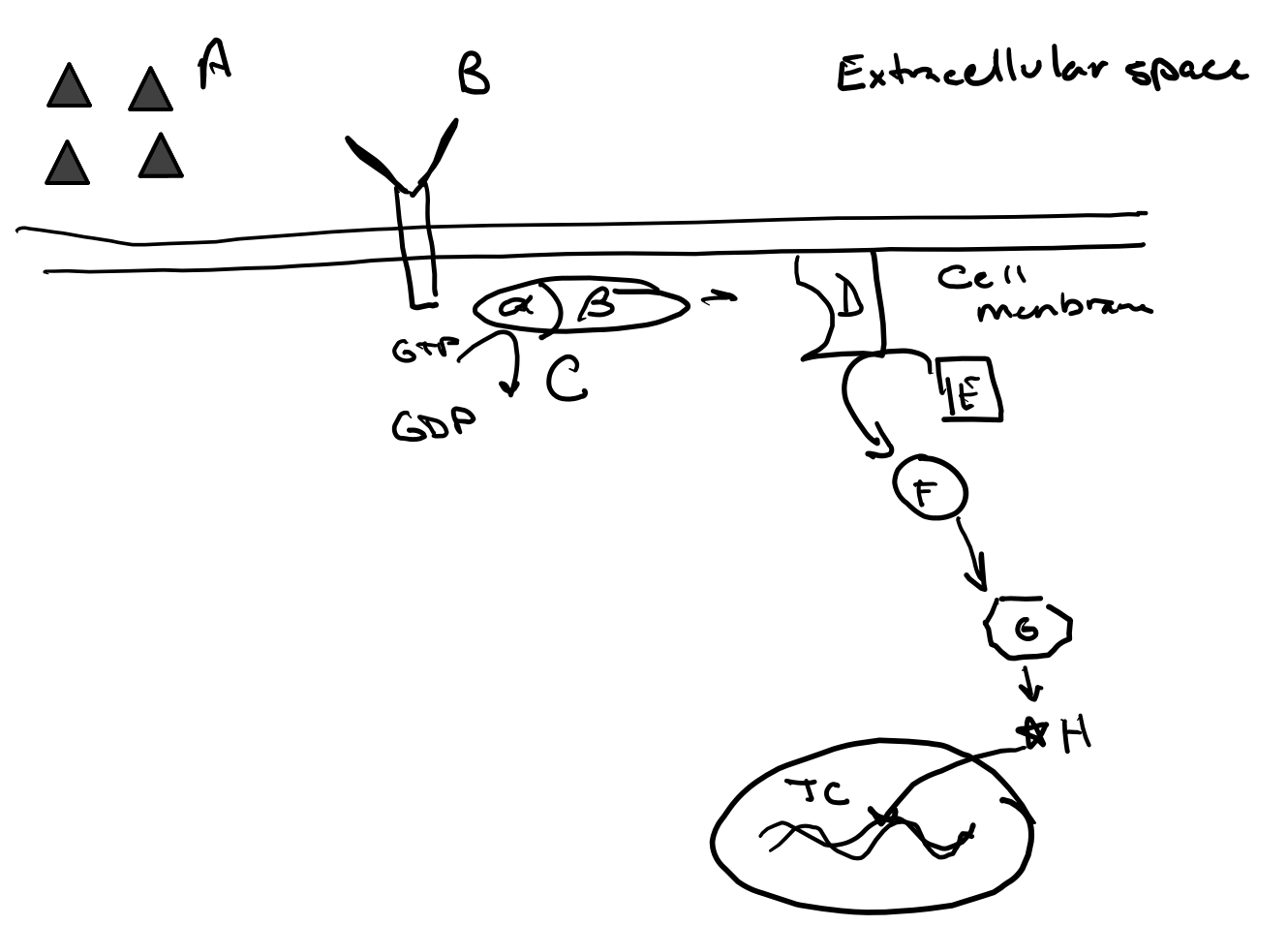 Solved You work in lab studying a new signaling pathway. In | Chegg.com