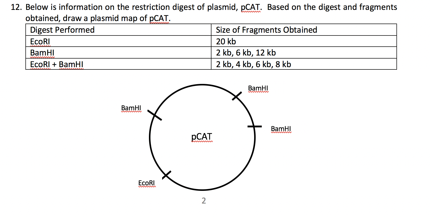 Solved 12. Below is information on the restriction digest of | Chegg.com, image size:1692x868