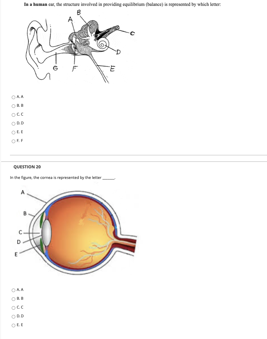 Solved In a human ear, the structure involved in providing | Chegg.com