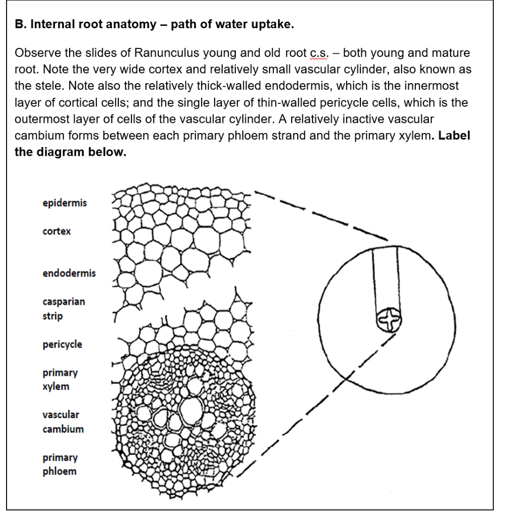 Endodermis Definition Plant Anatomy