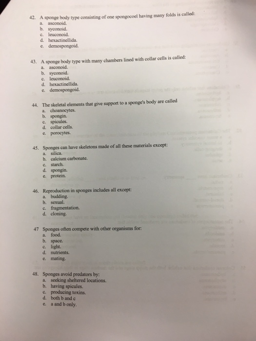 Solved A sponge body type consisting of one spinose having