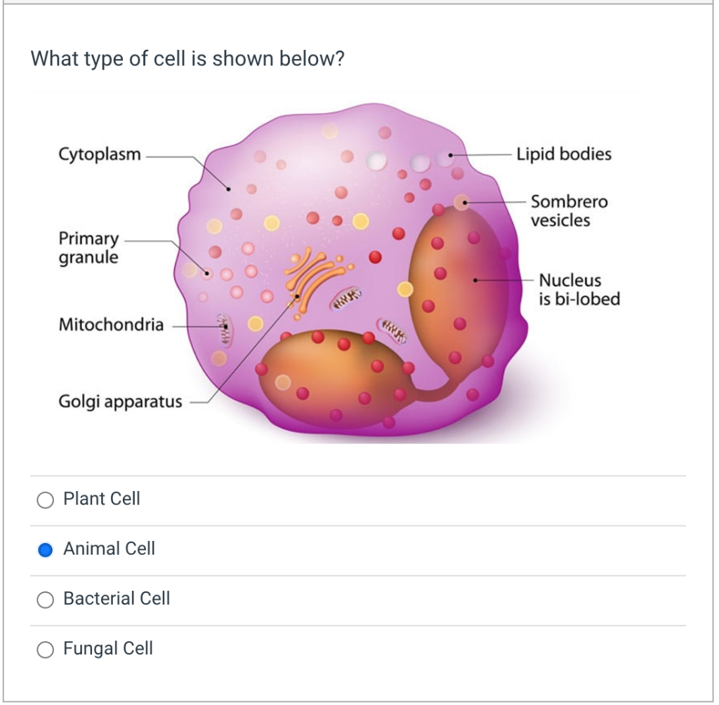 Solved What type of cell is shown below? Cytoplasm Lipid 