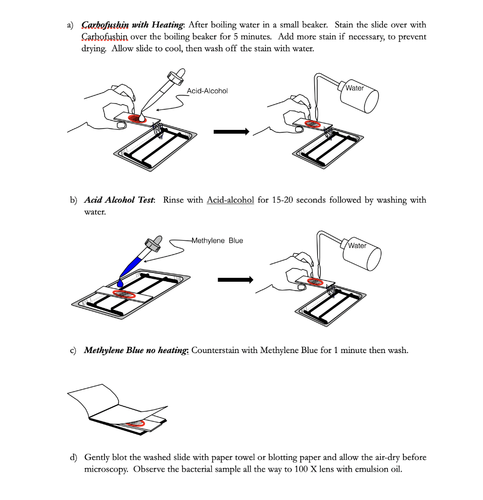 Solved Acid-fast staining Purpose: To identify Acid-fast | Chegg.com