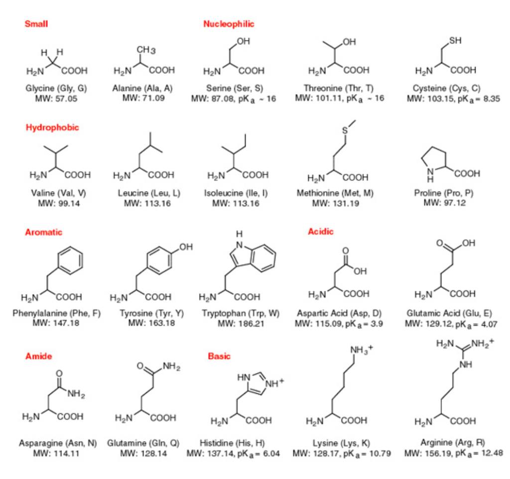 Amino acid. Гистидин название по ИЮПАК. PKA лизина. Amino acids. Гистидин PKA.