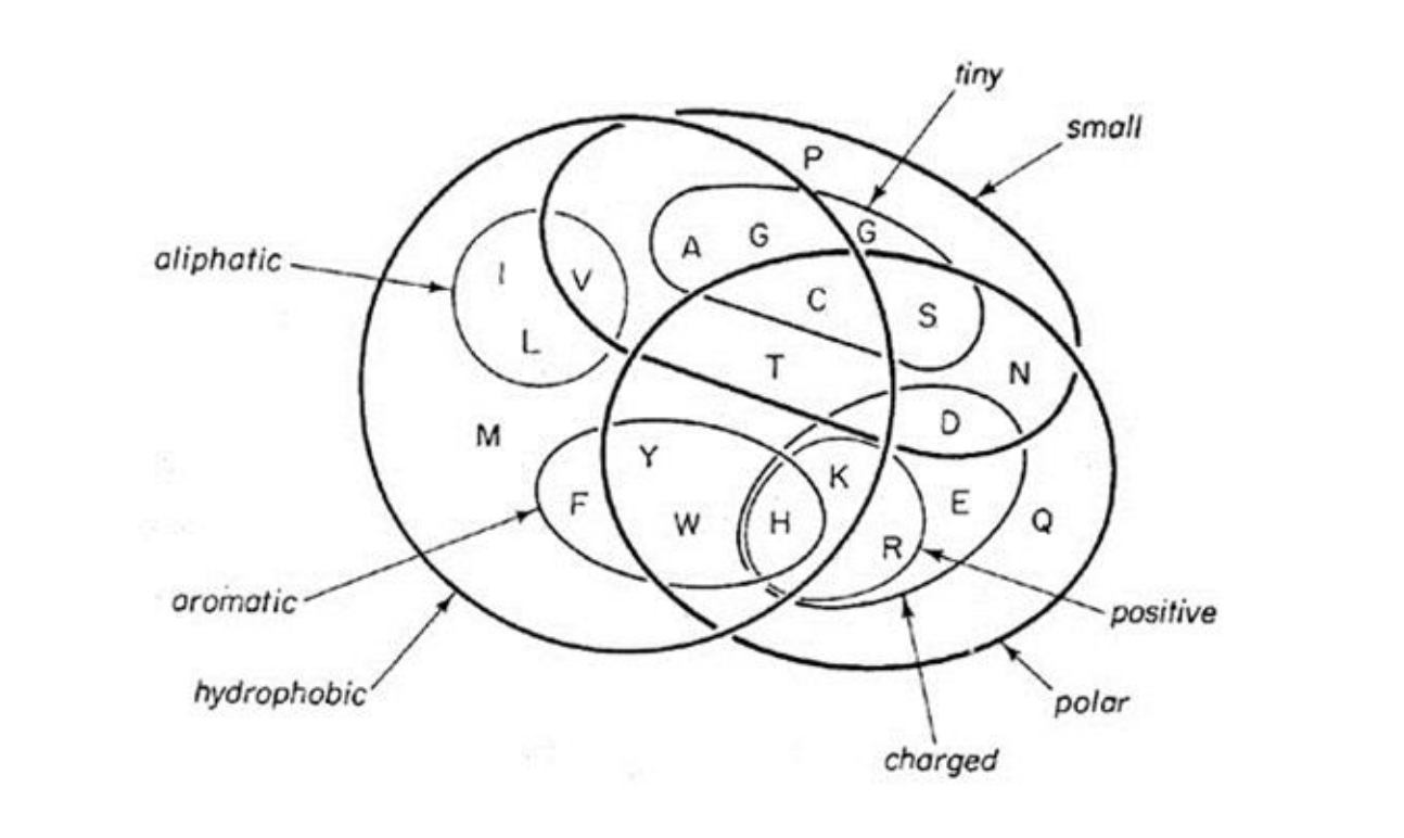 Tiny Small A Aliphatic- Oromatic Positive Hydrophobic 