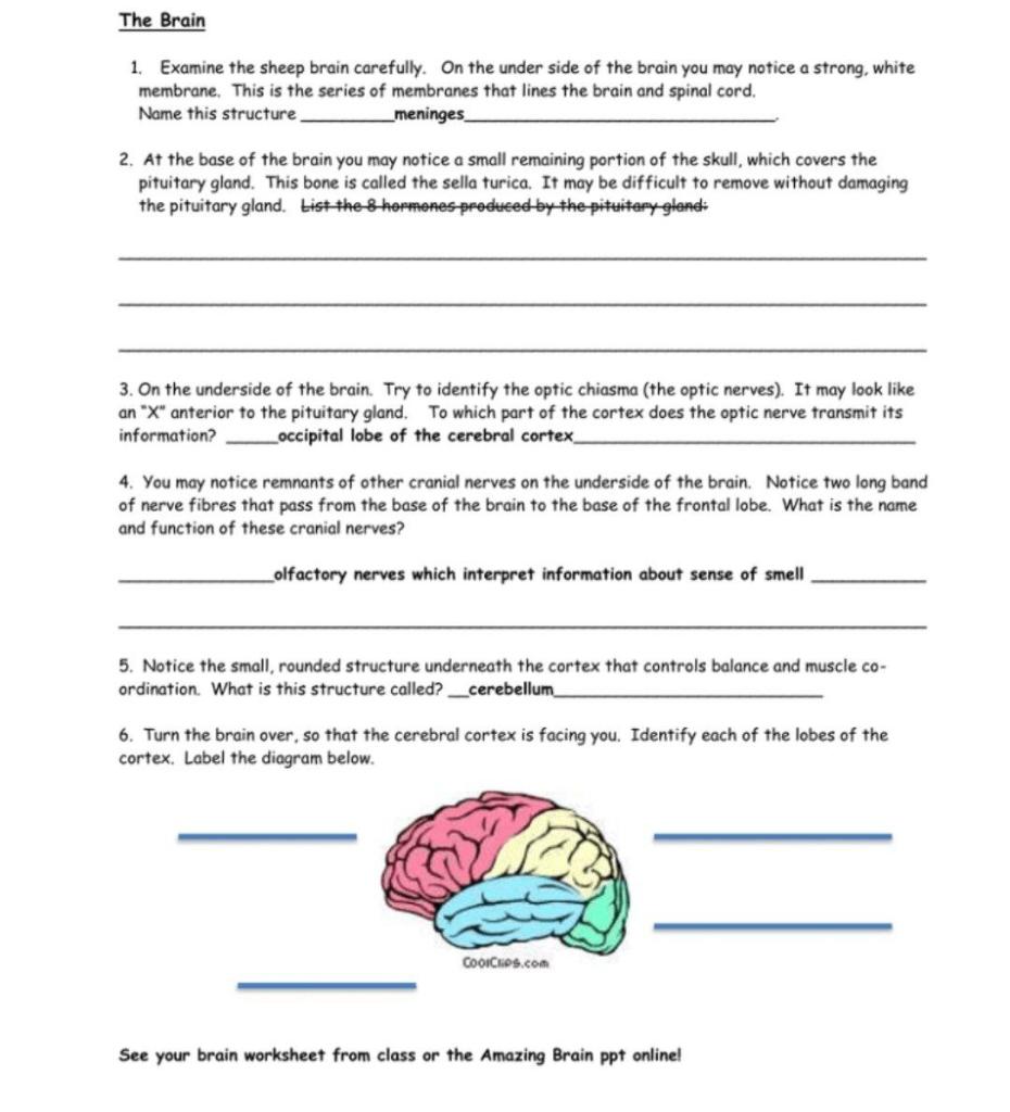 Solved The Brain 1. Examine the sheep brain carefully. On | Chegg.com