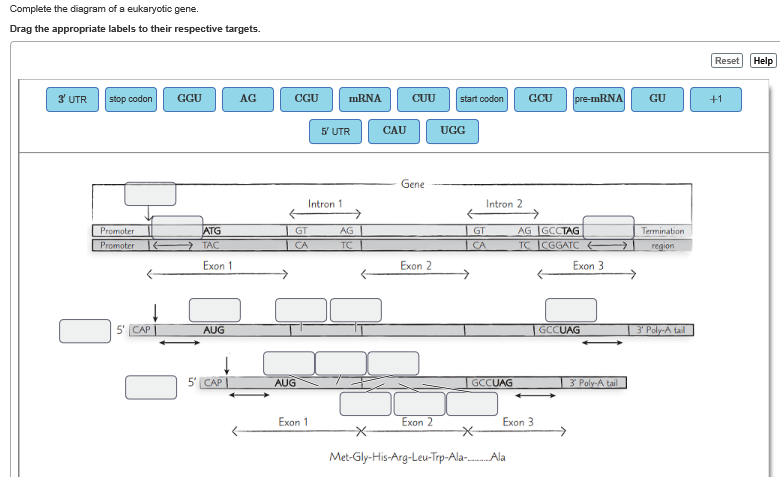 Solved Complete the diagram of a eukaryotic gene. Drag the | Chegg.com