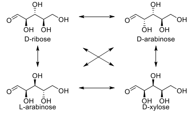 Solved ОН он YY OH он он D-ribose МҮОН он он D-arabinose HO | Chegg.com