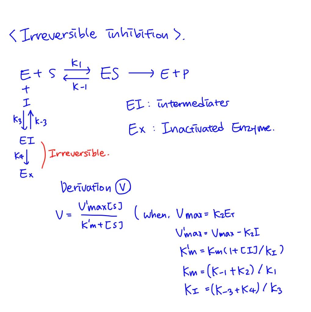 Solved Derivation of Enzyme for Irreversible