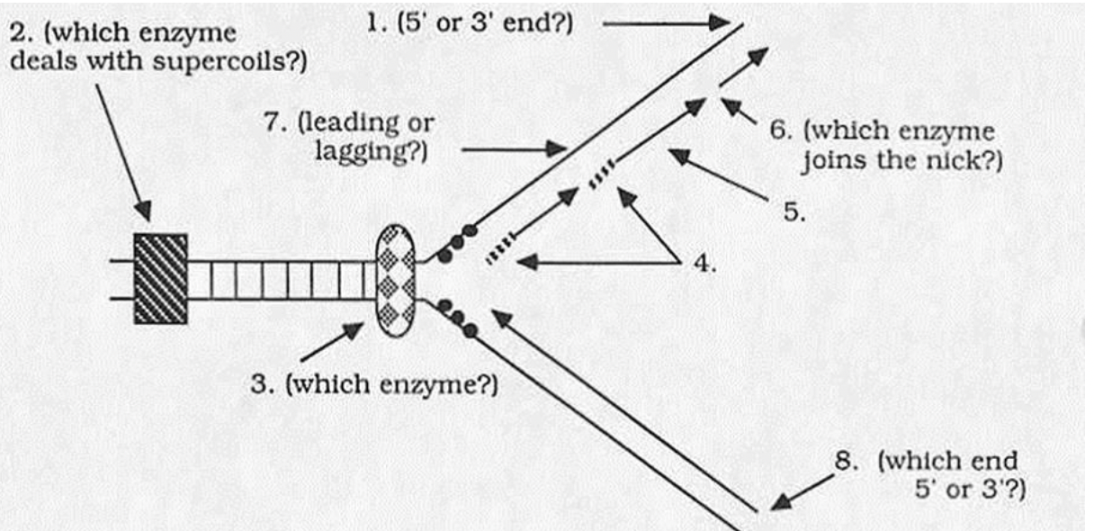 Solved Below is a diagram of DNA replication as currently | Chegg.com