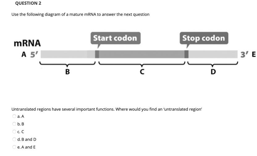 Solved QUESTION 2 Use the following diagram of a mature mRNA | Chegg.com
