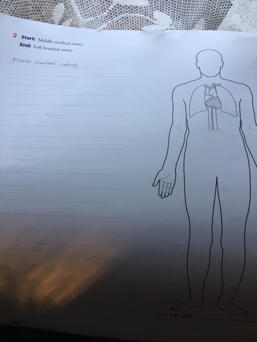 Solved Procedure 1 Tracing Blood Flow Patterns It is helpful