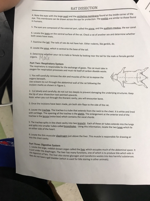 Solved RAT DISSECTION Student Name Name of Group Members