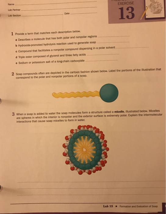 Solved Name Lab Partner Lab Section EXERCISE 13 Date Provide | Chegg.com