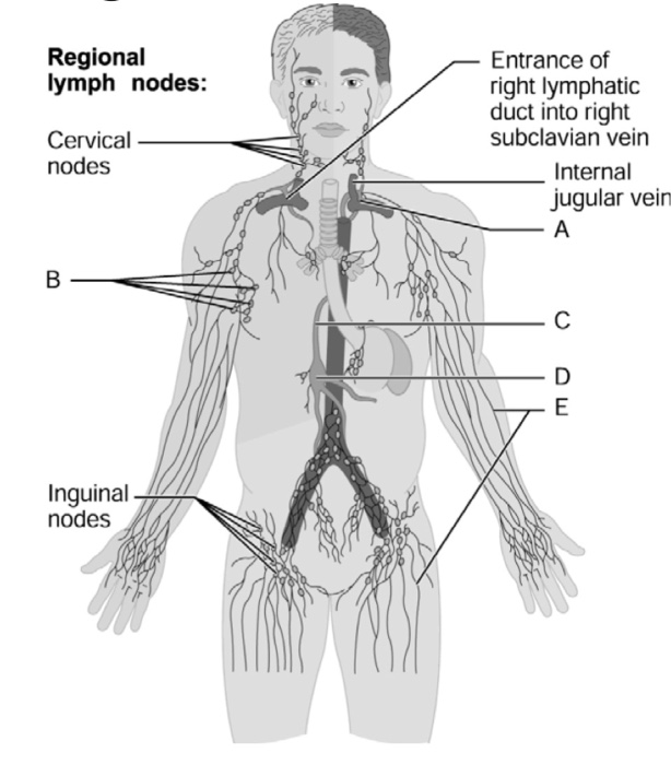 Chapter 20 Flashcards | Chegg.com