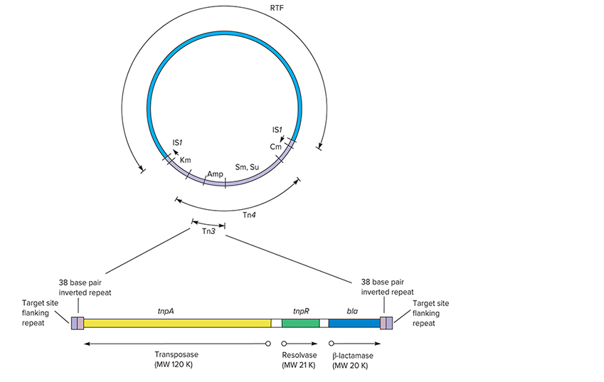 Solved Which of the following statements is true regarding | Chegg.com