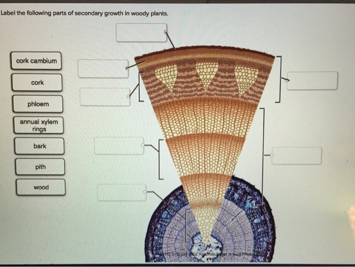 Solved Label the following parts of secondary growth in