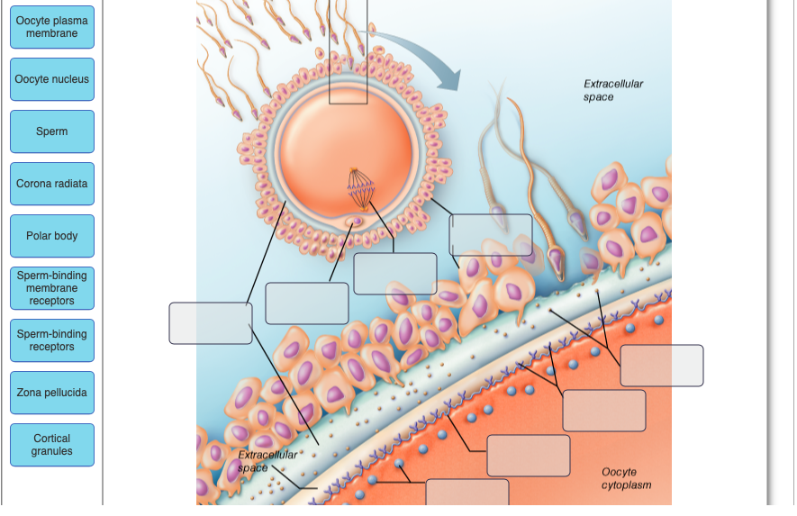 Solved Oocyte plasma membrane Oocyte nucleus Extracellular | Chegg.com