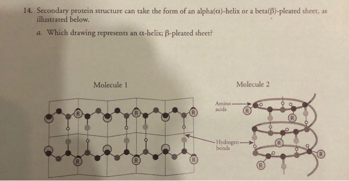 Secondary Protein Structure Beta Pleated Sheet