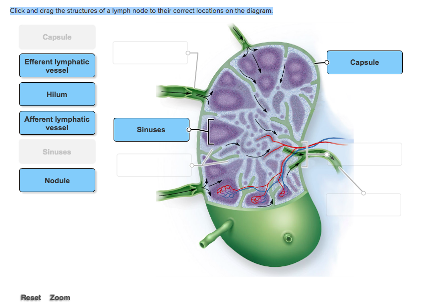 [diagram] Chest Lymph Nodes Diagram - Mydiagram.online