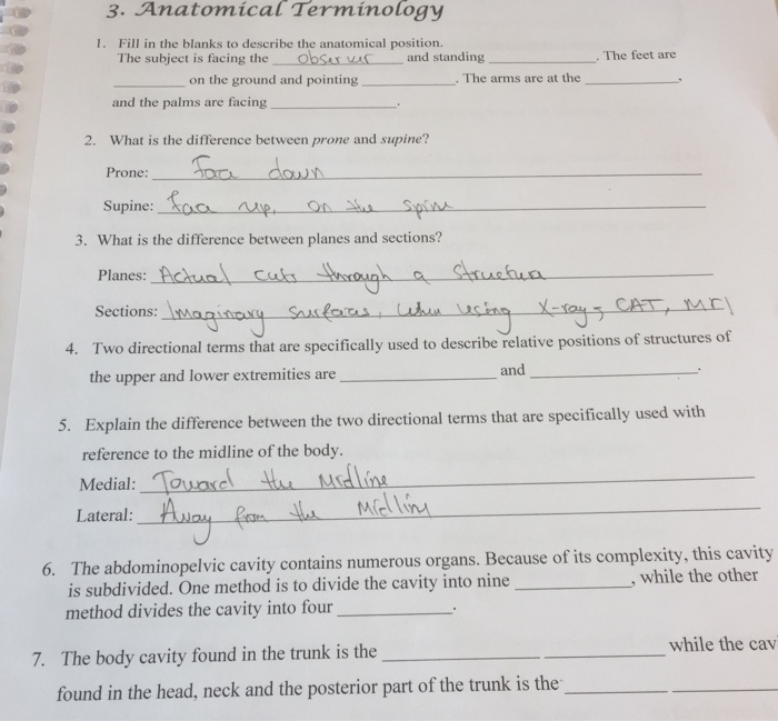 Anatomy Physiology Directional Terms Worksheet Anatomical Terminology