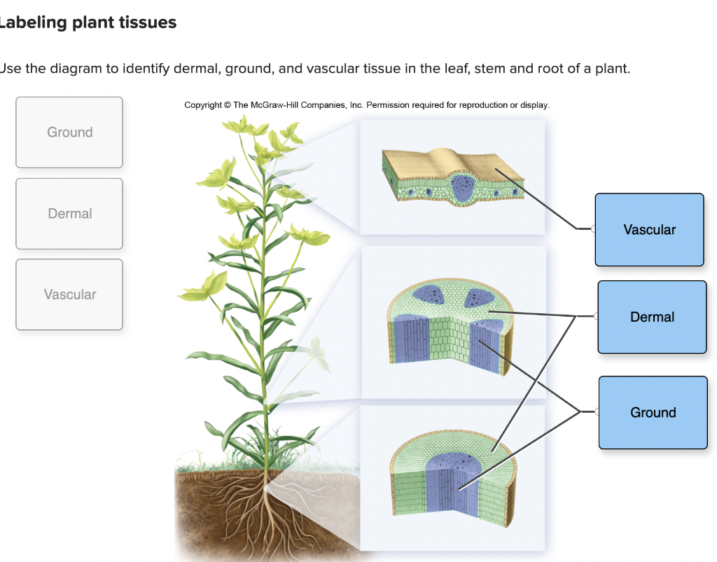 vascular plants diagram