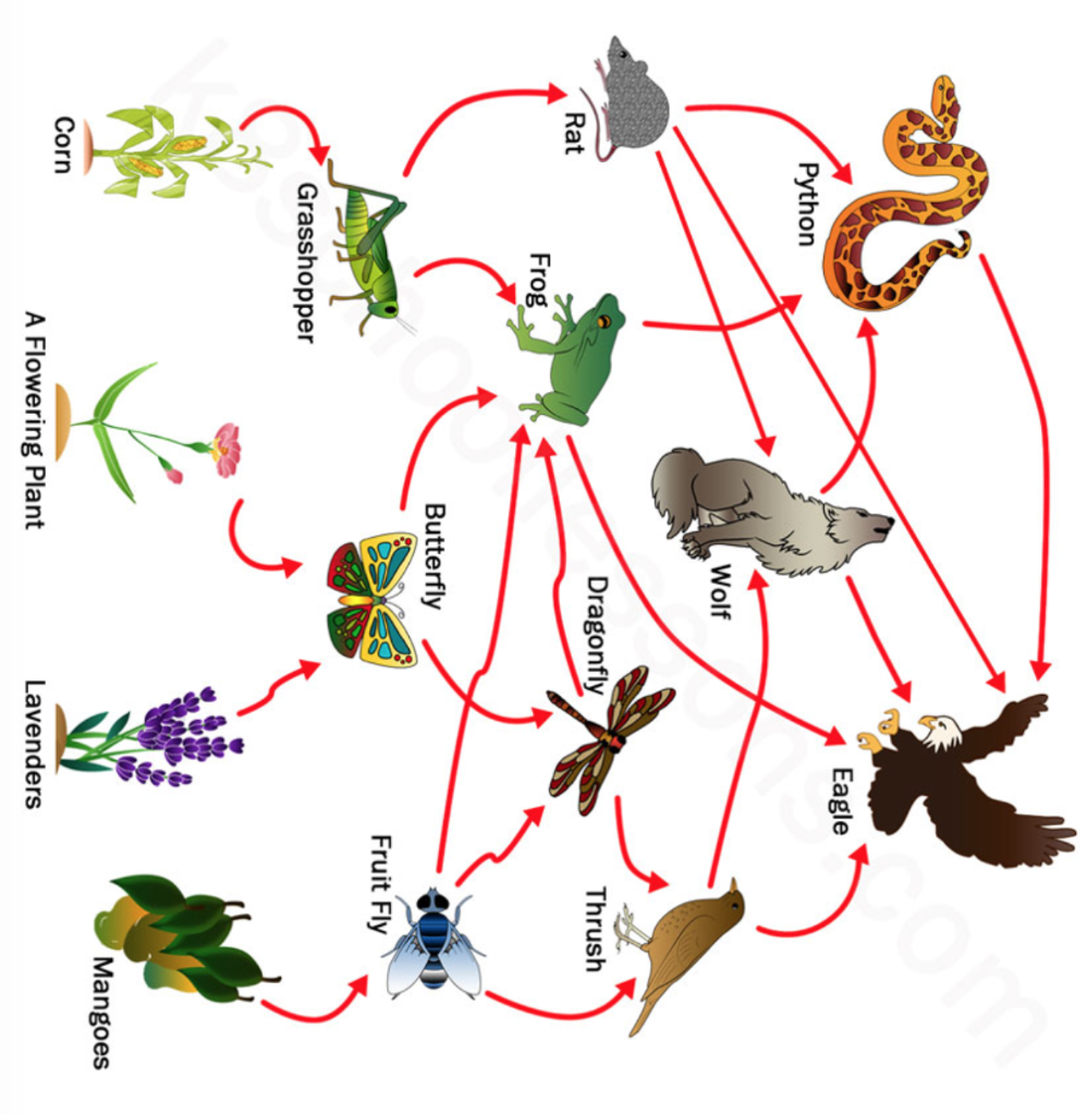 Solved a) Who is the top predator in this food web? b) Find Biology Diagrams